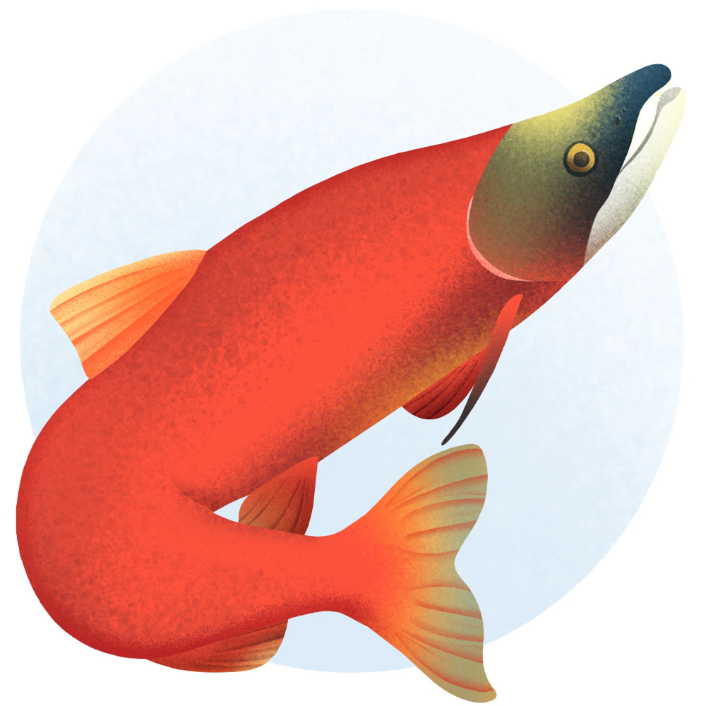 Kokanee Salmon illustration.